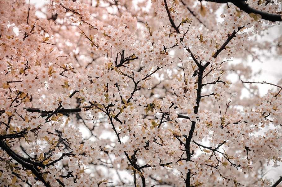 forest, field, trees, nature, mother nature, blossom, sunset HD wallpaper