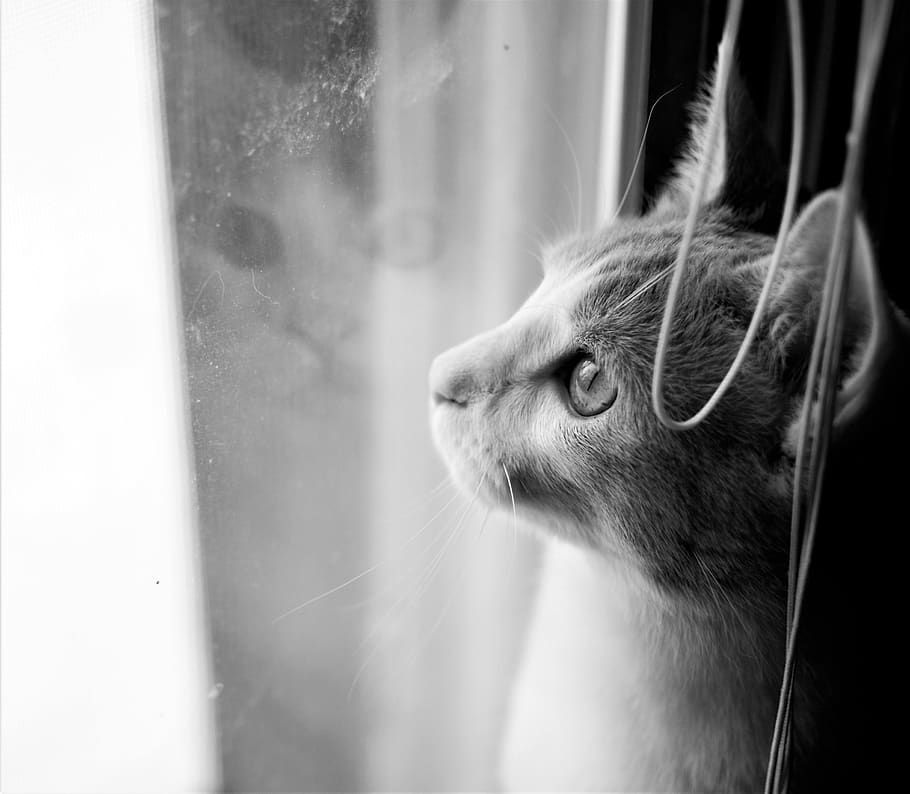 cat, reflection, window, dream, kitten, eye, eyes, blinds, dirty HD wallpaper