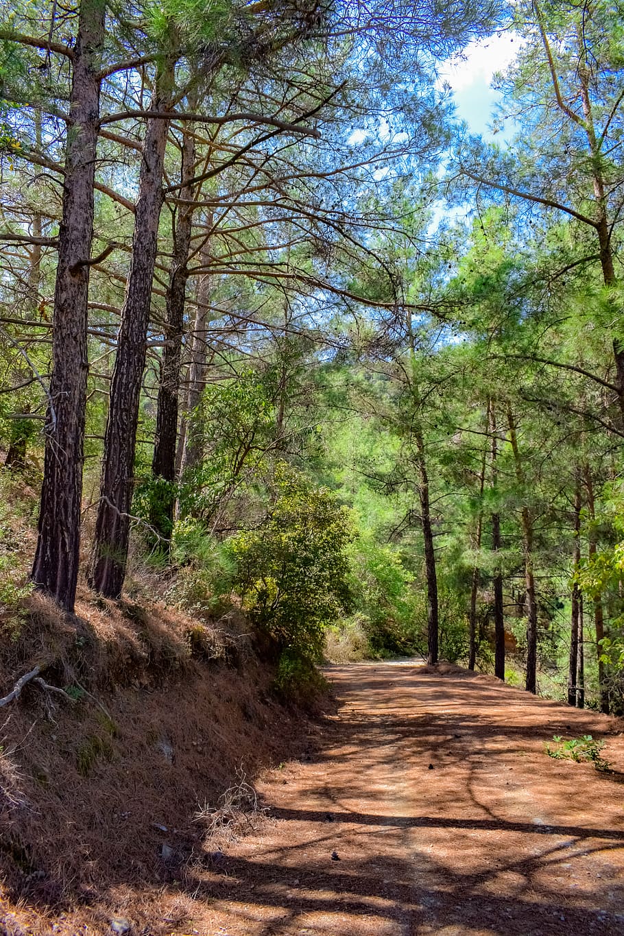 tree trunk, forest, trees, nature, landscape, dirt road, light HD wallpaper