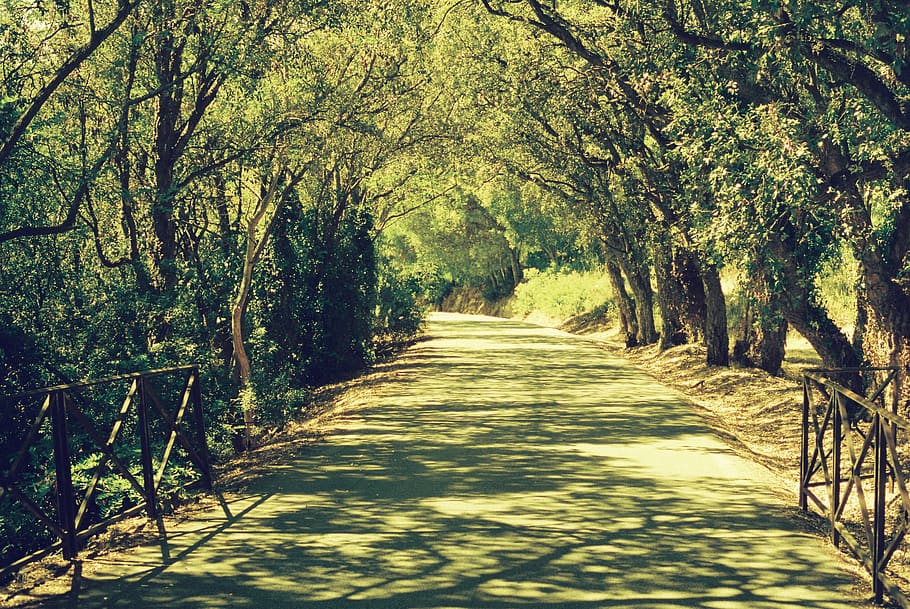 road, plant, tree, path, asphalt, tarmac, highway, outdoors HD wallpaper
