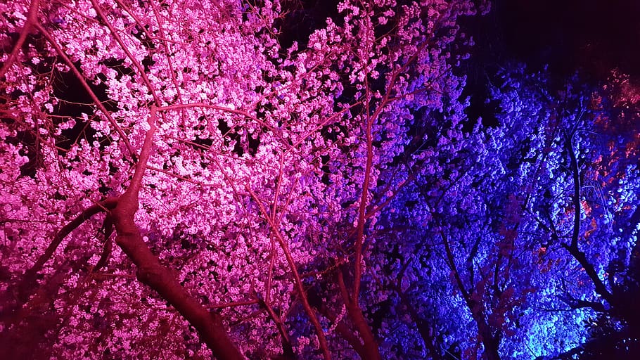 vancouver, canada, cherry blossom, tree, nature, forest, flower HD wallpaper
