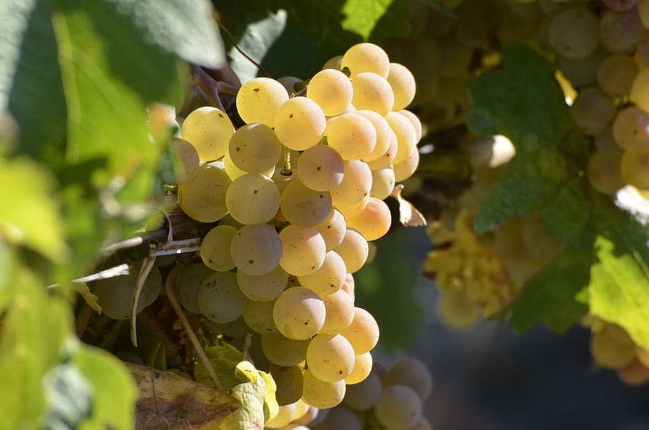wine, grapes, vine, grapevine, winegrowing, autumn, fruit, ripe, HD wallpaper