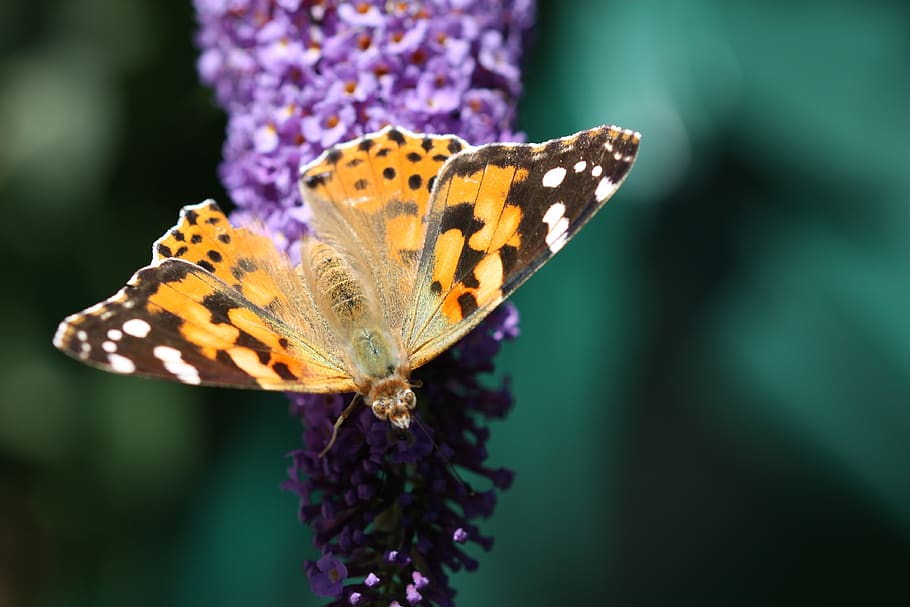 butterfly, nature, insect, wing, flower, close up, summer, orange HD wallpaper