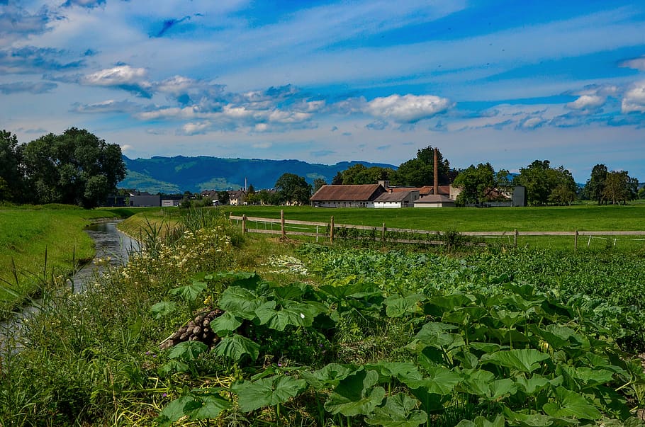 meadow, bach, landscape, nature, green, scenic, creek, summer HD wallpaper