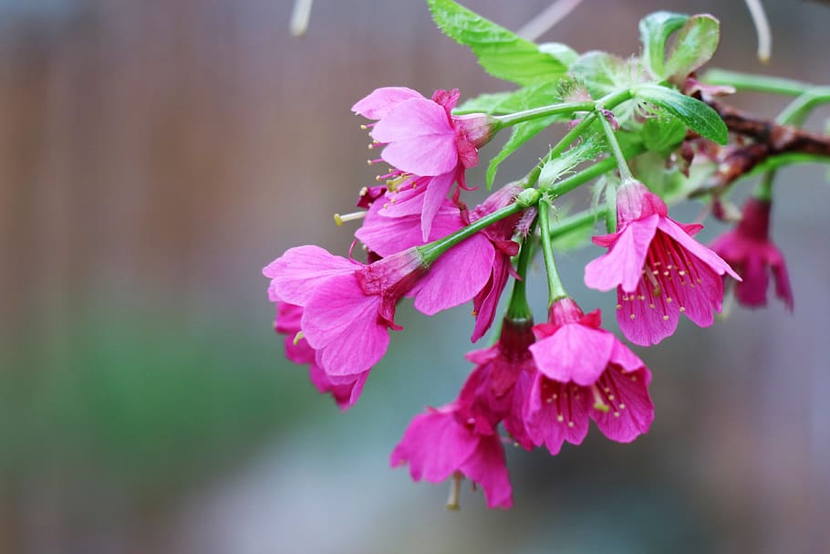 sakura, spring, pink, bloom, tree, nature, flower, season, japanese HD wallpaper