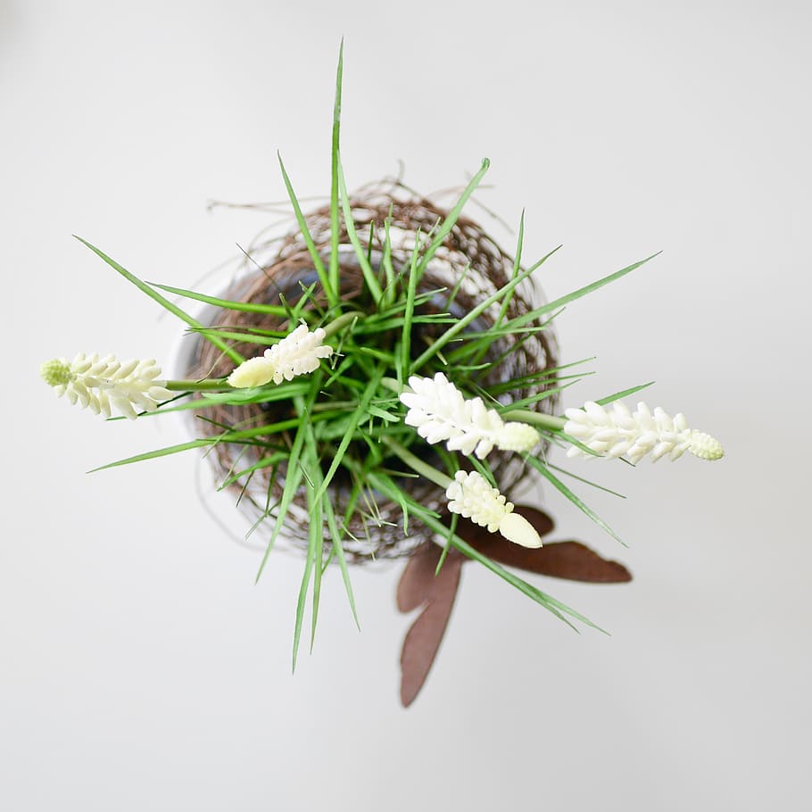 plant, table, topshot, leaf, white, design, desk, green, spring HD wallpaper
