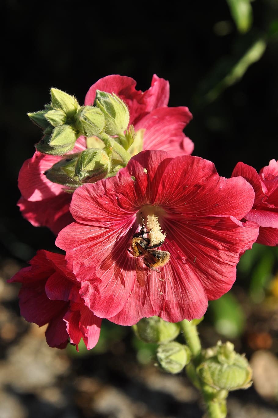 bee, forage, flower, insect, nature, garden, pink, trémière HD wallpaper