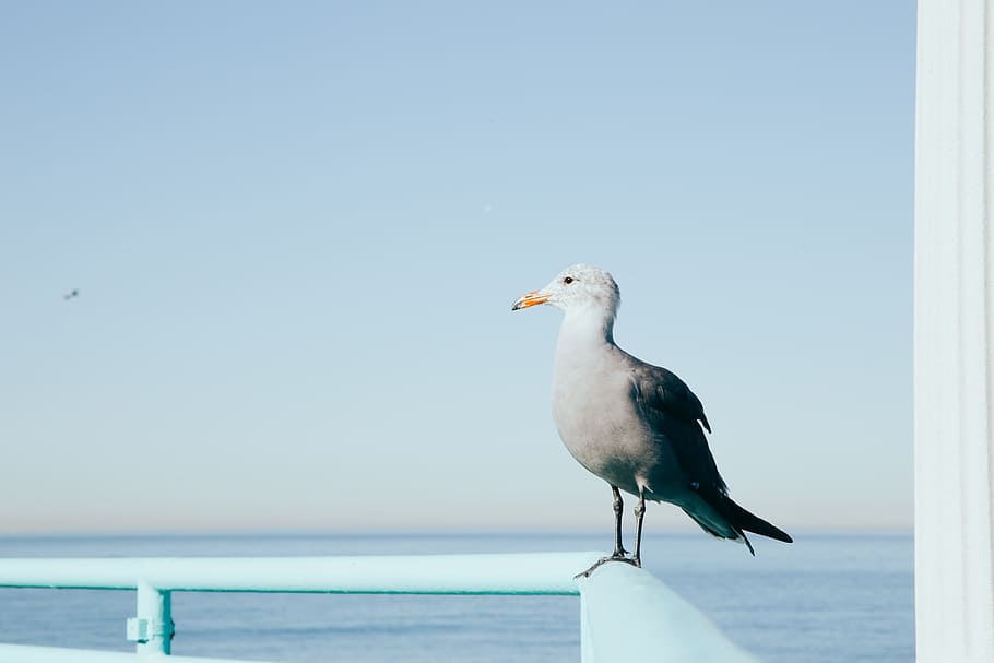 sea, water, river, ocean, seagull, bird, animal themes, animal wildlife HD wallpaper