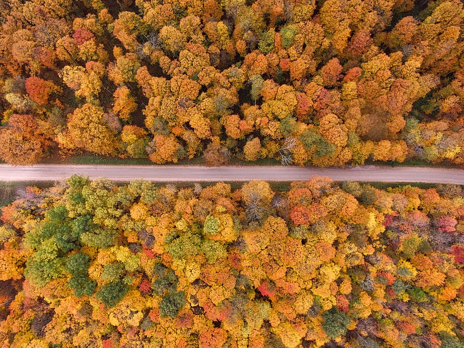 trees, clolorful, aerial, view, plant, forest, nature, fall HD wallpaper