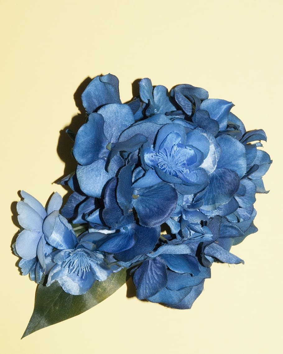 blue flowers, flowering plant, studio shot, close-up, petal, beauty in nature HD wallpaper