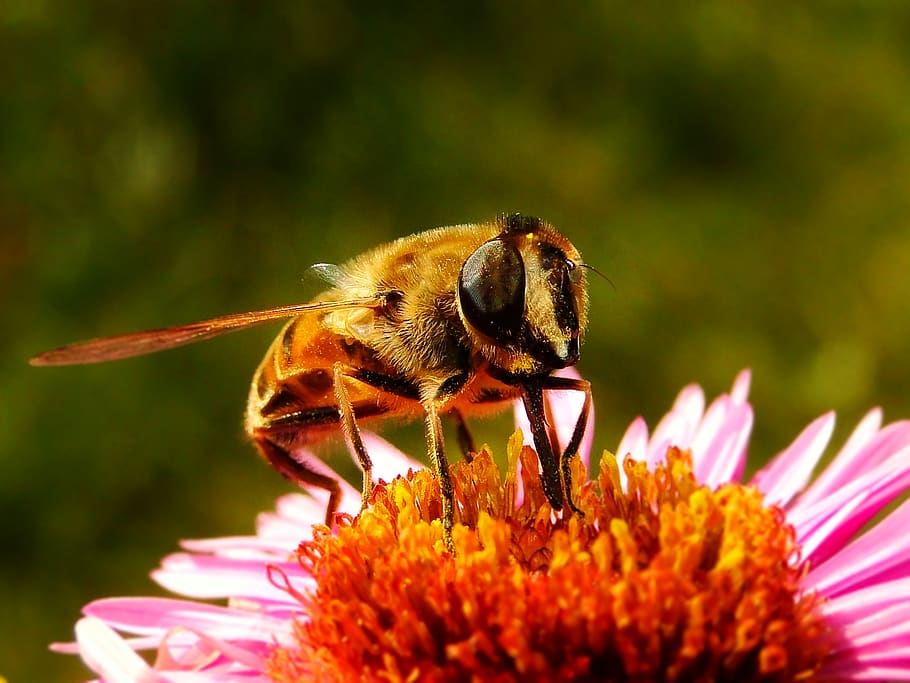 flower, flowering plant, fragility, invertebrate, insect, animal themes HD wallpaper