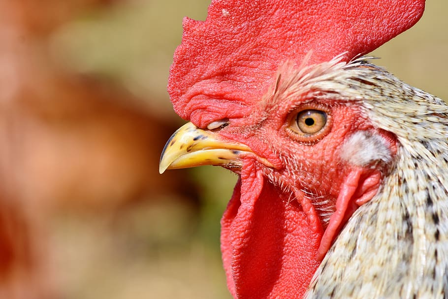 hahn, rooster head, crow, poultry, eye, comb, chicken, gockel HD wallpaper