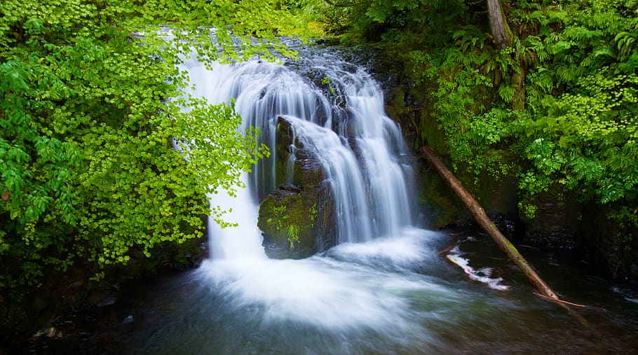 waterfall, oregon, nature, tree, plant, forest, long exposure HD wallpaper