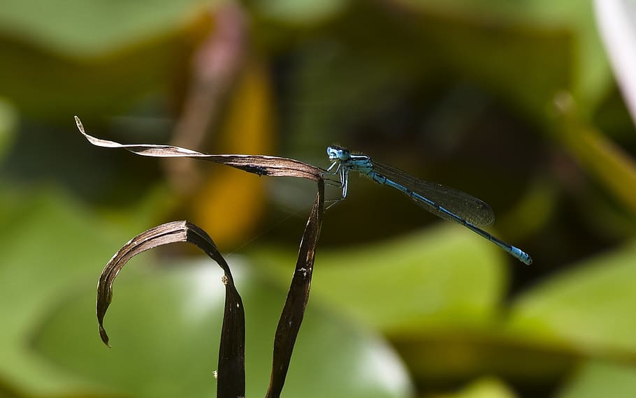 dragonfly, blue, pond, close up, animal themes, animals in the wild HD wallpaper