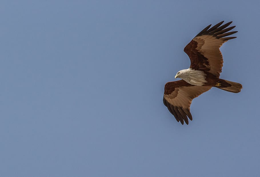 bird, animal, vulture, eagle, india, flying, goa, varca beach HD wallpaper