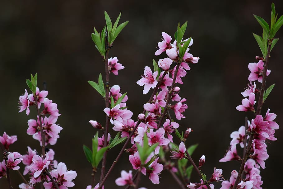 flowers, pink, casey, tree, spring, nice, blooming, flowering plant HD wallpaper