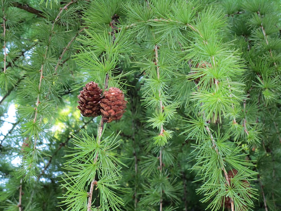 germany, stuttgart, sommerrain, pinecone, tree, green, pine needle HD wallpaper