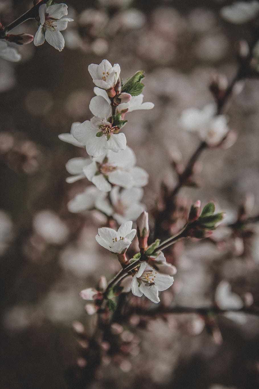 flowering plant, beauty in nature, fragility, growth, vulnerability HD wallpaper