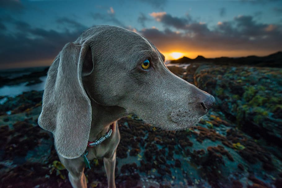 Weimaraner Standing On Rocks, one animal, mammal, dog, canine HD wallpaper