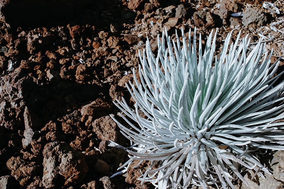 united states, haleakala crater, hawaii, volcanic plant, silver moon, HD wallpaper