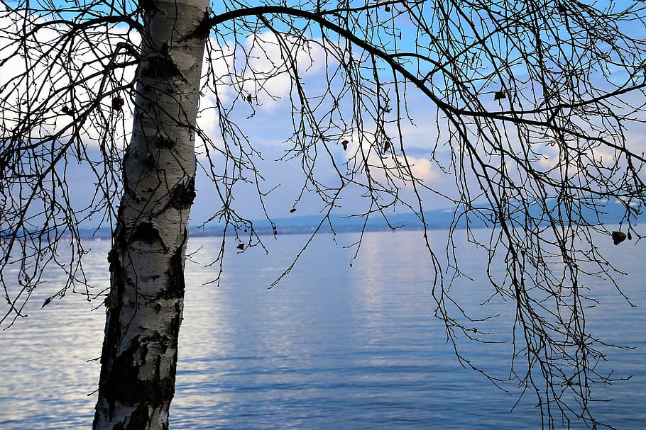 birch, water surface, lake, tree, nature, the horizon, landscape HD wallpaper