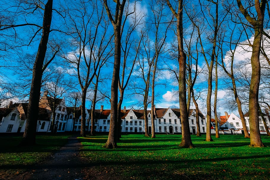 Brown Trees, architecture, building, clouds, daylight, environment HD wallpaper