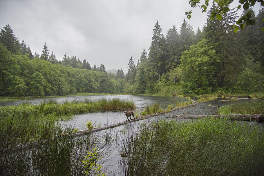 lake, forest, trees, green, dog, nature, cloudy, rainy, lab HD wallpaper