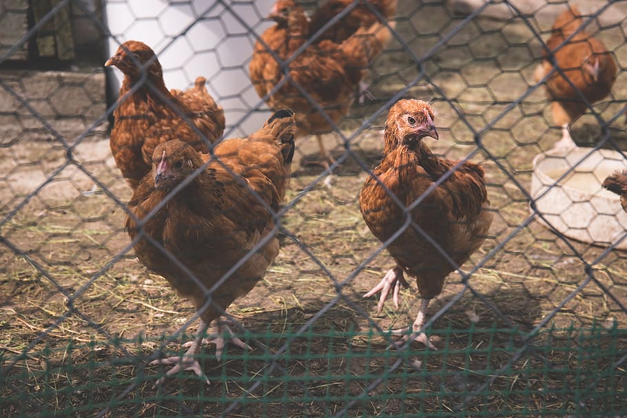 animals, birds, chickens, group, flock, pen, mesh, wire, coop HD wallpaper