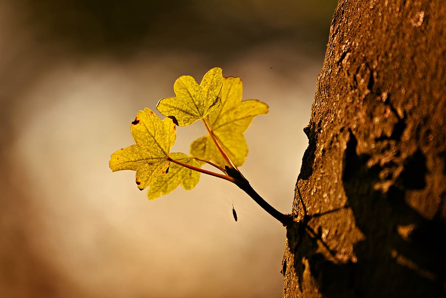 leaf, shoot, growth, tree, trunk, bark, back lighting, yellow HD wallpaper