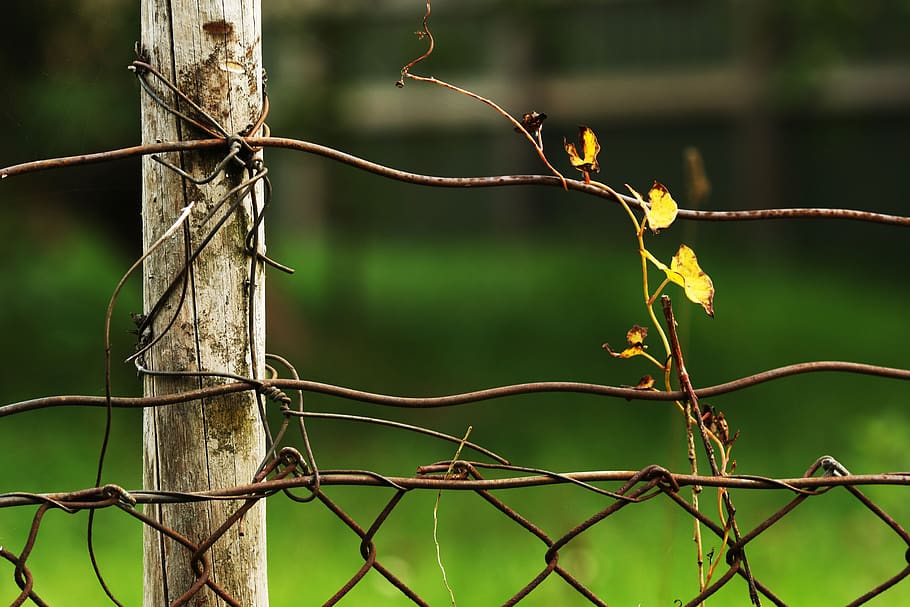 leaf, autumn, fall, fence, leaves, yellow, focus on foreground HD wallpaper