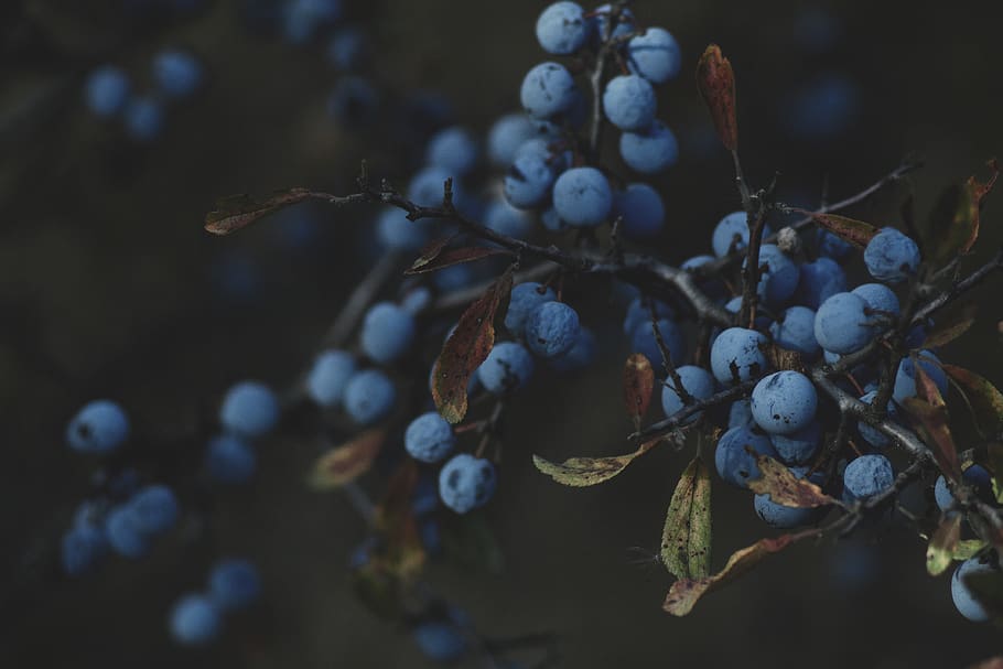 fruit, forest, nature, tree, food, food and drink, healthy eating HD wallpaper