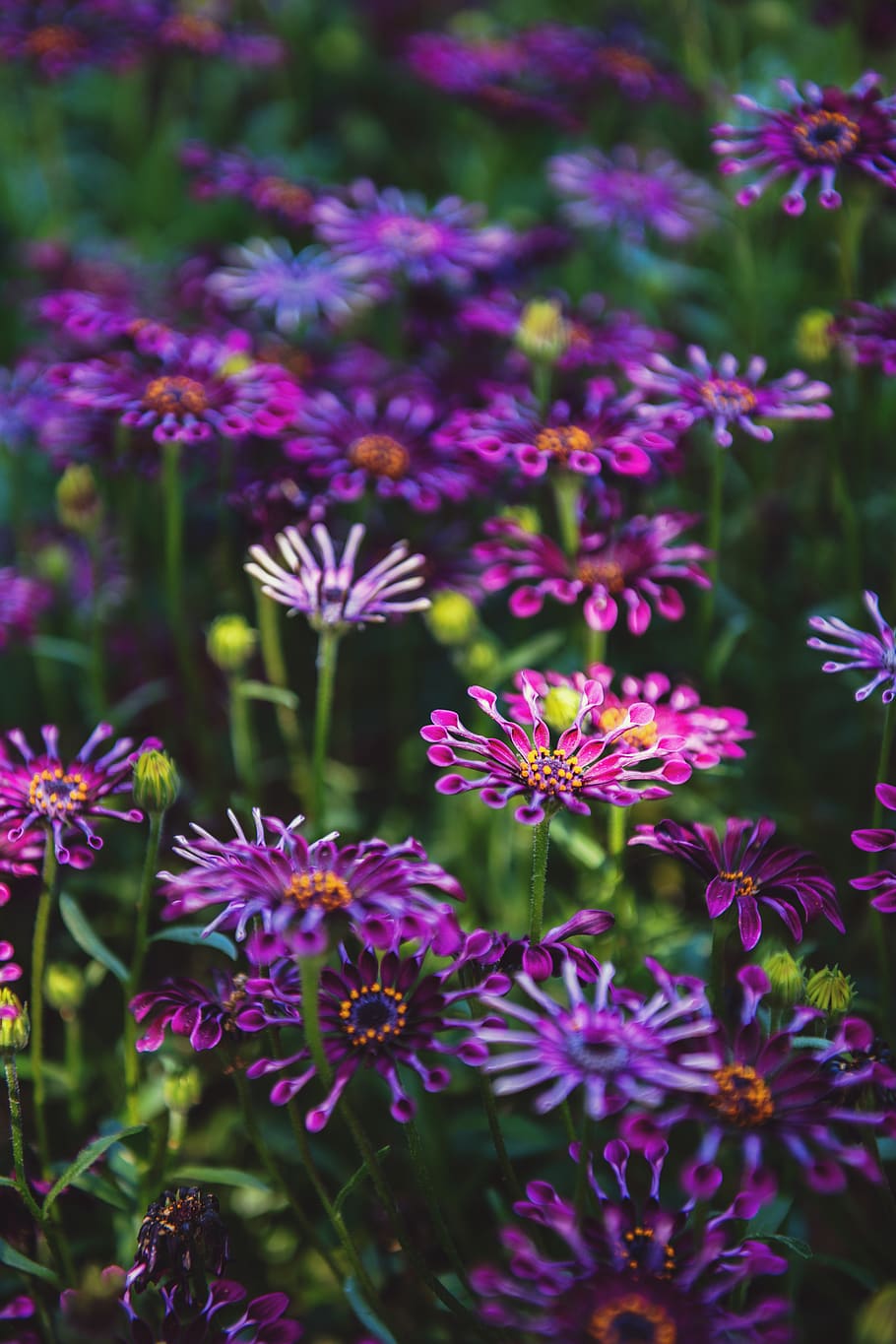 plant, purple, blossom, petal, flower, aster, daisy, daisies, HD wallpaper