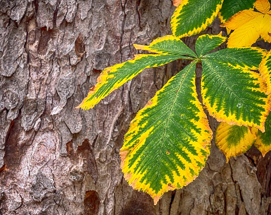 leaf, tree, trunk, leaves, green, forest, trees, landscape HD wallpaper