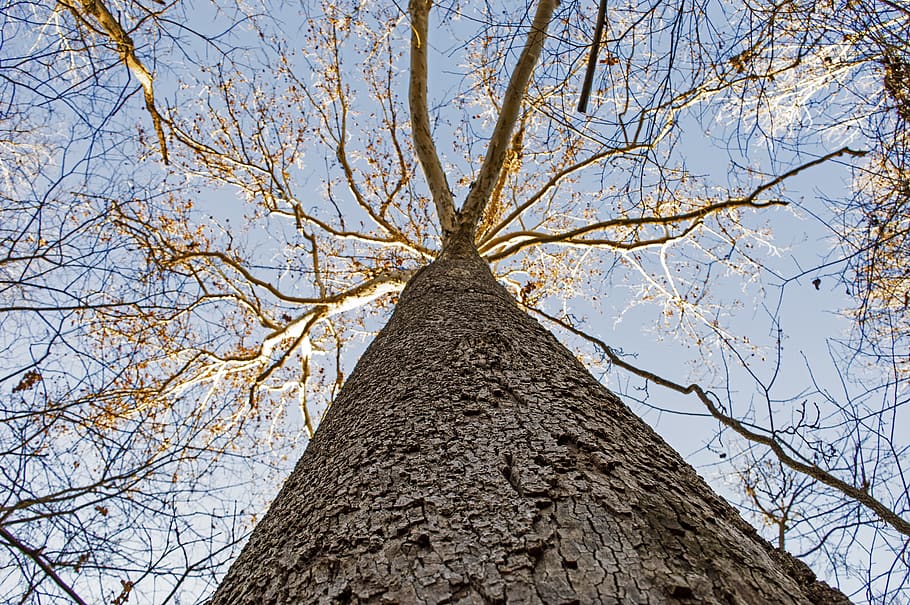 tree, sky, nature, winter, outdoors, woods, forest, blue sky HD wallpaper