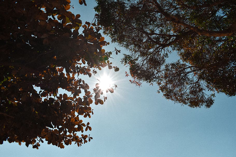 hong kong, shek o, sky, tree, plant, sun, low angle view, beauty in nature HD wallpaper