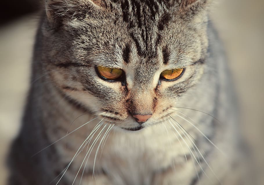 morocco, asilah, cat, cats, natural, lovely, eye, beauty, mammal, HD wallpaper