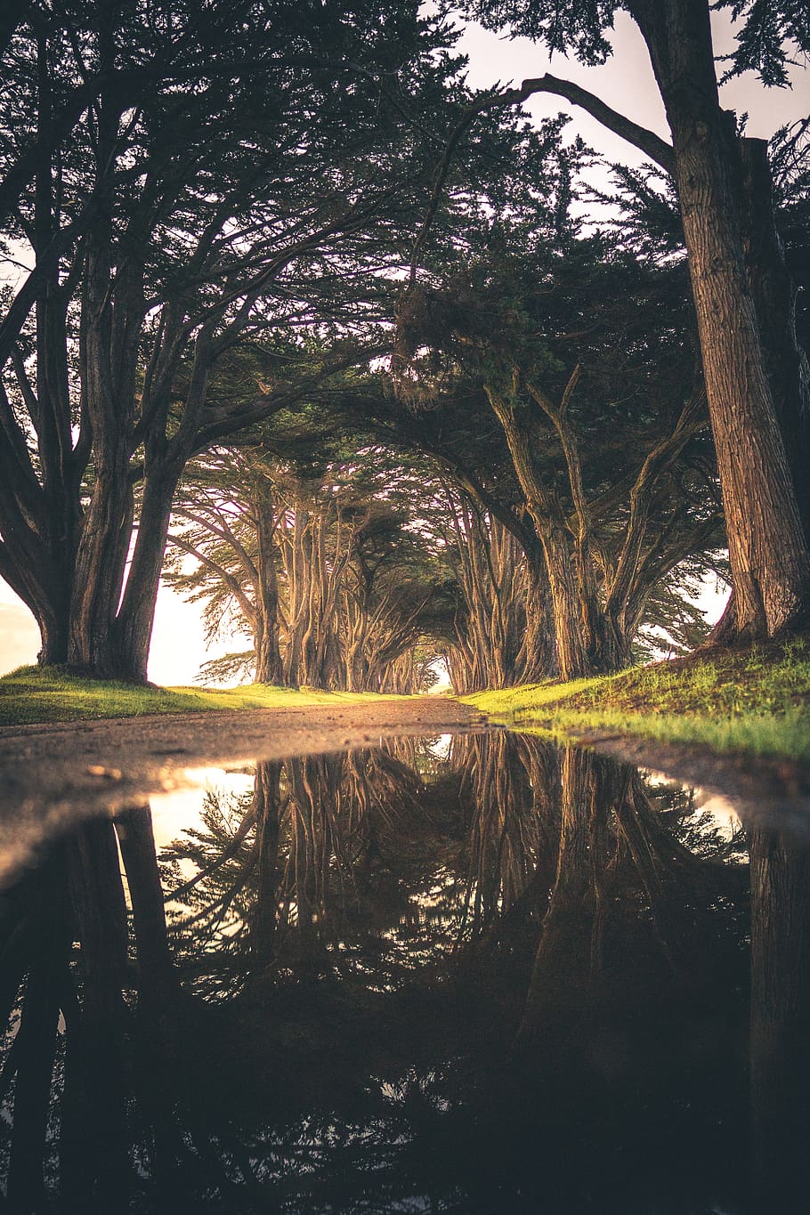 water under tree at daytime, plant, reflection, tranquility, nature HD wallpaper
