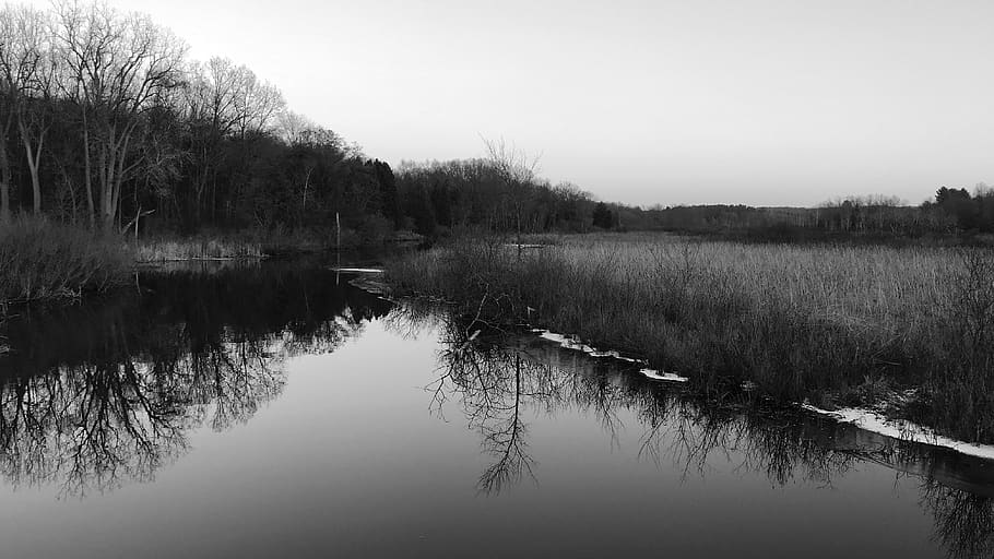 stream, reflection, trees, black and white, water, tranquility HD wallpaper