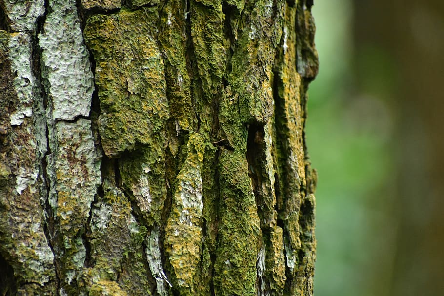 pine tree, bark, wood, trunk, moss, outdoors, desktop, pattern HD wallpaper