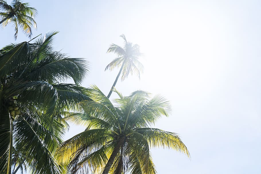 sunlight on green trees, arecaceae, plant, palm tree, flora, praia dos carneiros HD wallpaper
