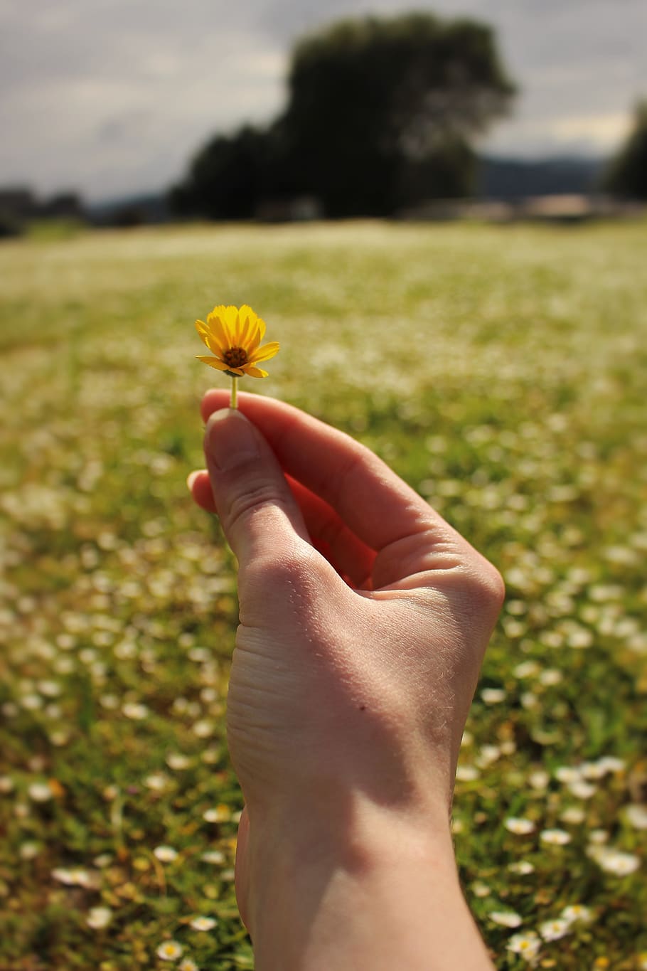 flowers, meadow, daisies, white, yellow, green, nature, grass HD wallpaper