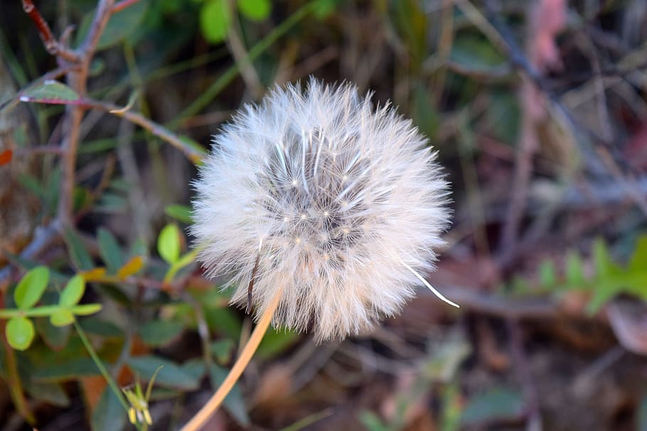 dandelion, macro, fresh, seed, soft, flower, plant, nature HD wallpaper