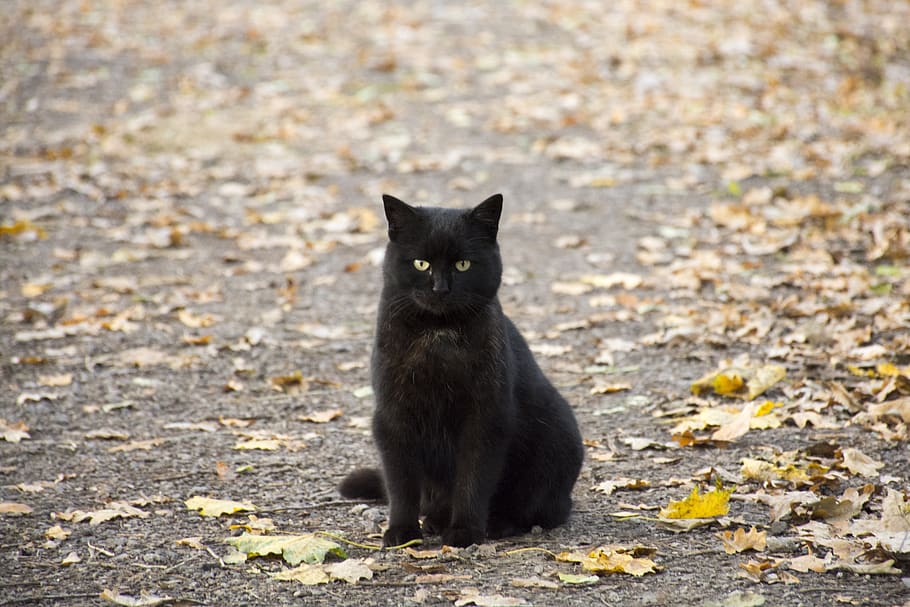 cat, animal, kitten, animal themes, mammal, feline, black color HD wallpaper