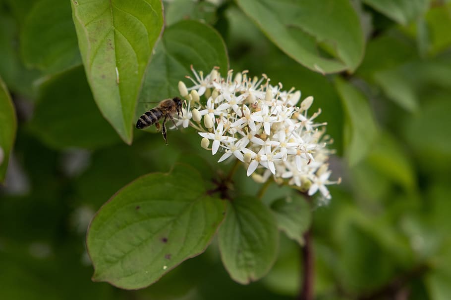 bee, flower, insect, macro, close up, invertebrate, animal themes HD wallpaper