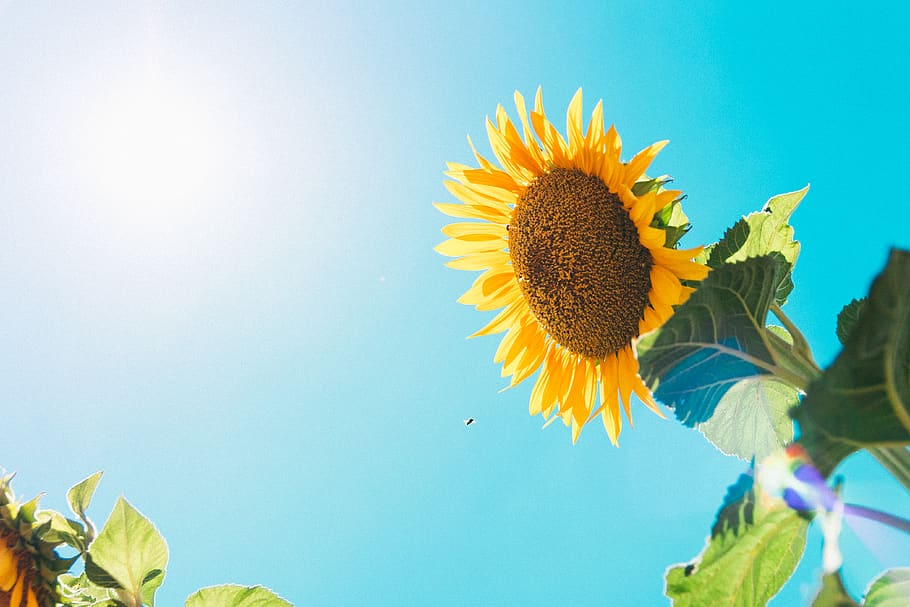 sunflower, bee, insect, nature, leaf, leaves, flare, sky, blue sky HD wallpaper