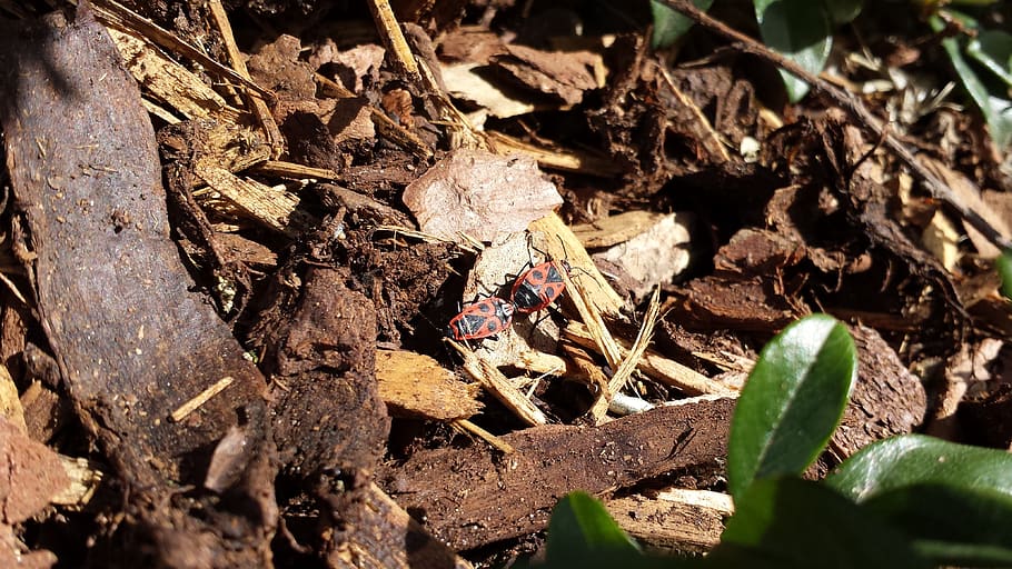 beetle, fire bugs, nature, selective focus, sunlight, leaf HD wallpaper