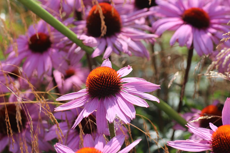 echinacea flowers, coneflower, colorful, bright, summer, flowering plant, HD wallpaper