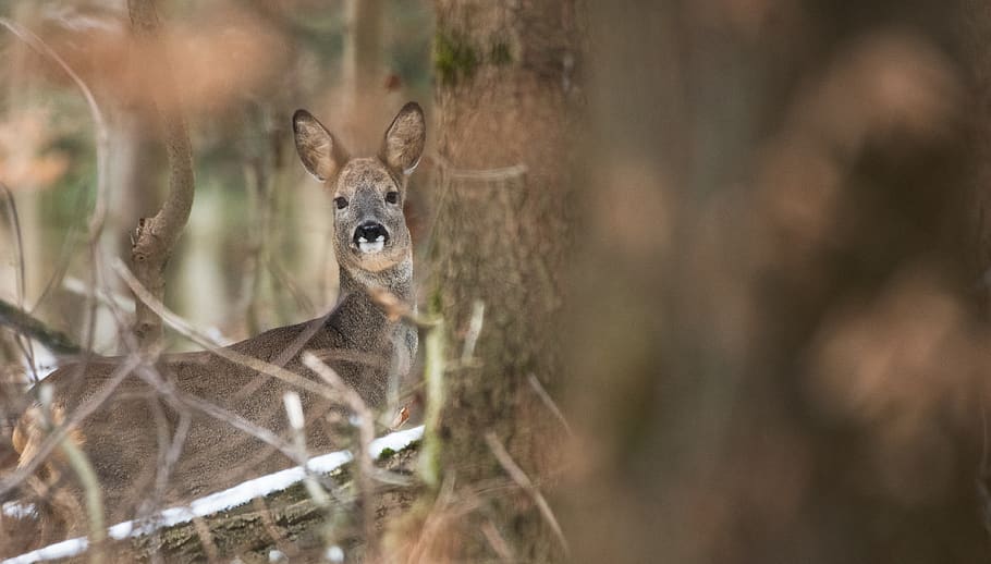 brown animal, deer, wildlife, mammal, nature, europe, forest HD wallpaper