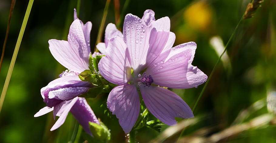 landscape, nature, flower, light, sun, hell, flowering plant HD wallpaper