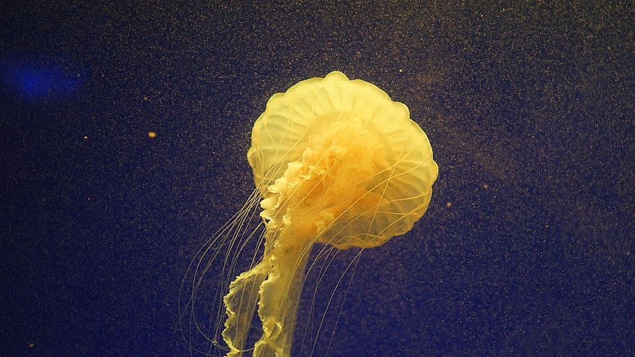 yellow jellyfish, animal, sea life, invertebrate, aquatic, water HD wallpaper